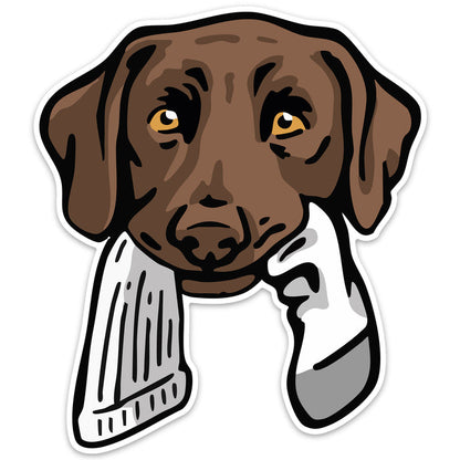 Chocolate Lab with a Sock