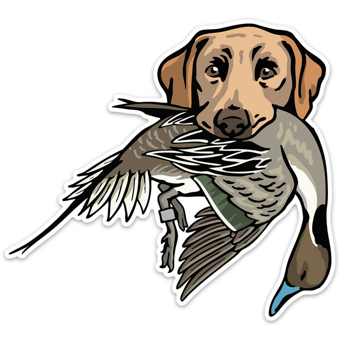 Yellow Lab with a Pintail