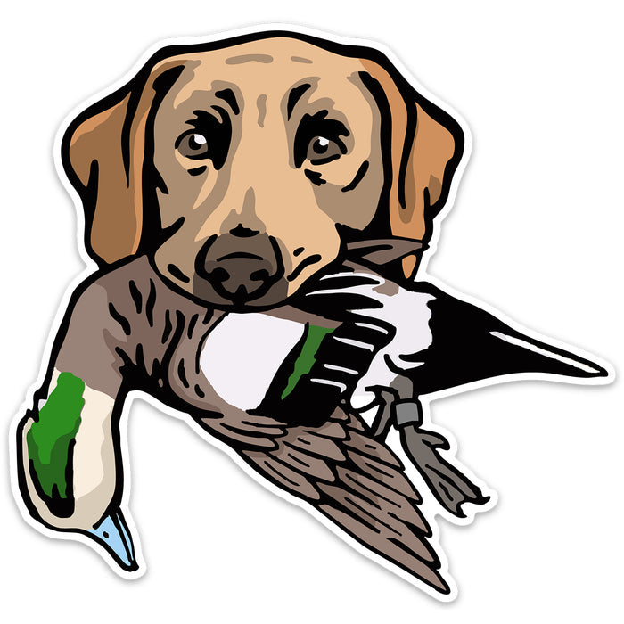 Yellow Lab with a Wigeon