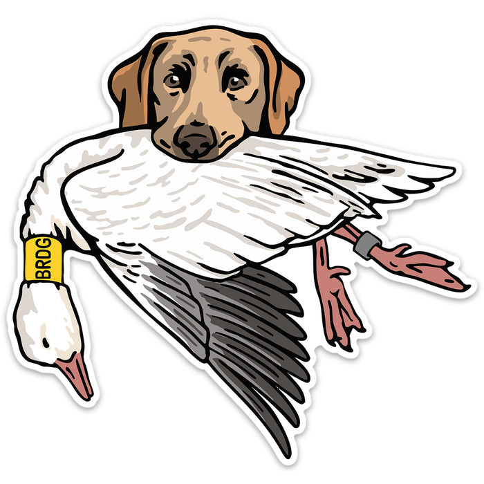 Yellow Lab with a Snow Goose