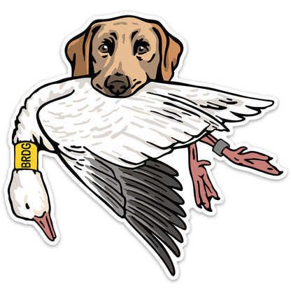 Yellow Lab with a Snow Goose