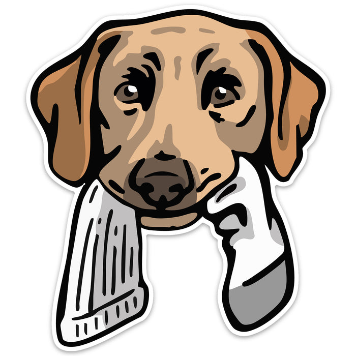 Yellow Lab with a Sock