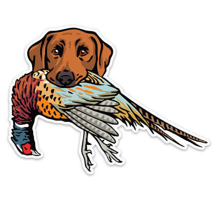 Red Lab with a Pheasant