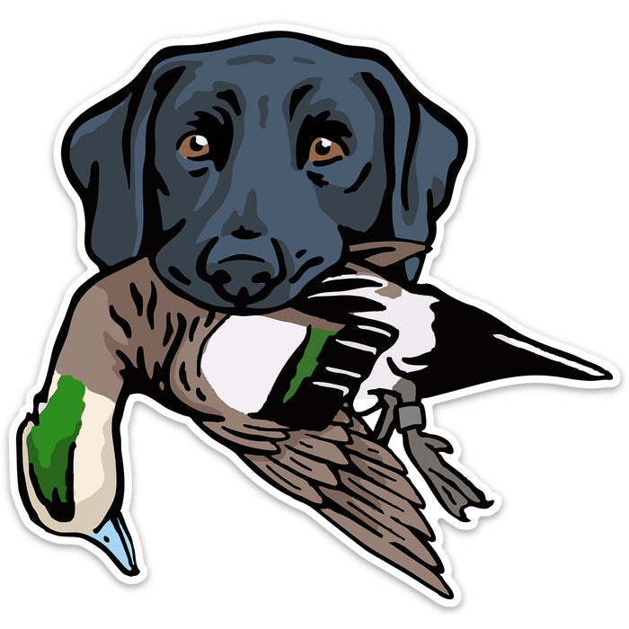 Black Lab with a Wigeon