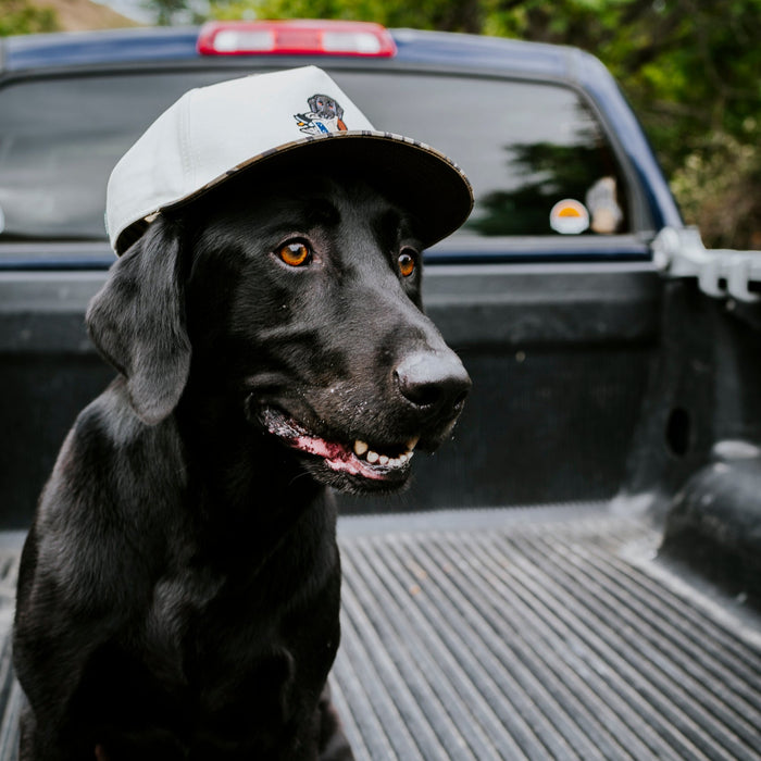 The Labrador Retriever Bird Dog Hat