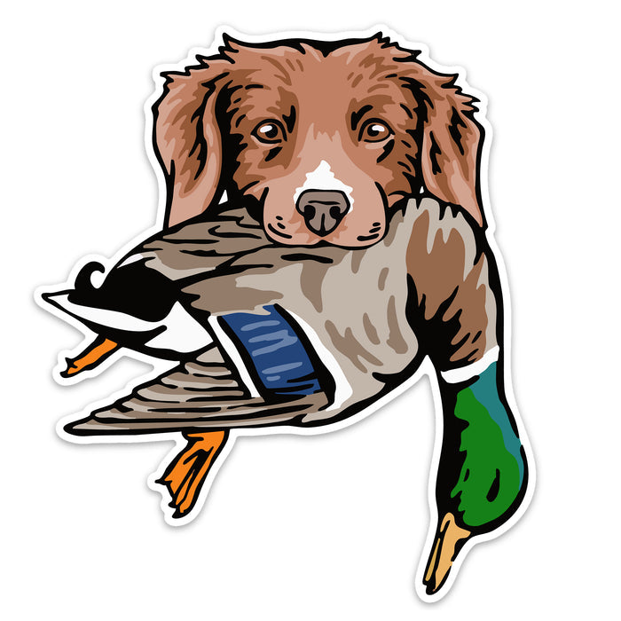 |Duck Toller with a Mallard