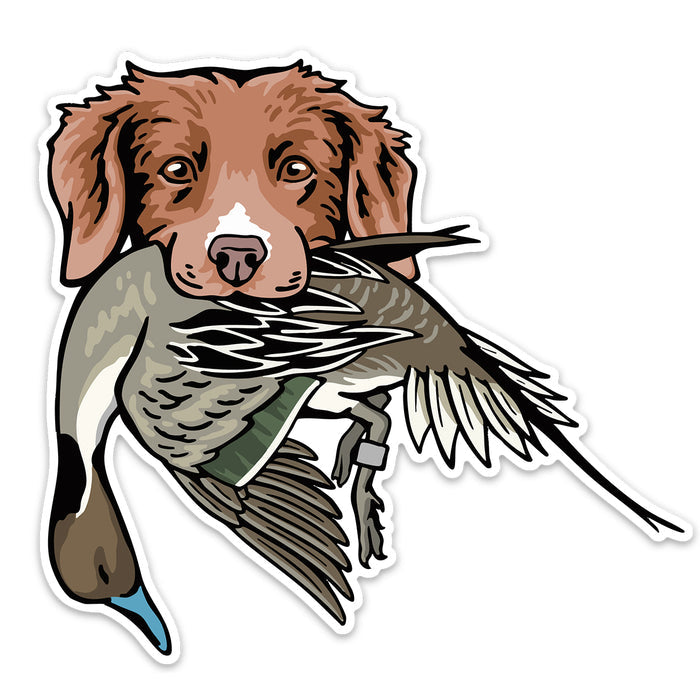 |Duck Toller with a Pintail