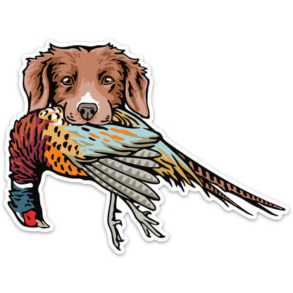 |Duck Toller with a Pheasant