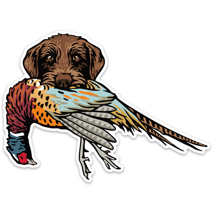 |Pudelpointer with a Pheasant