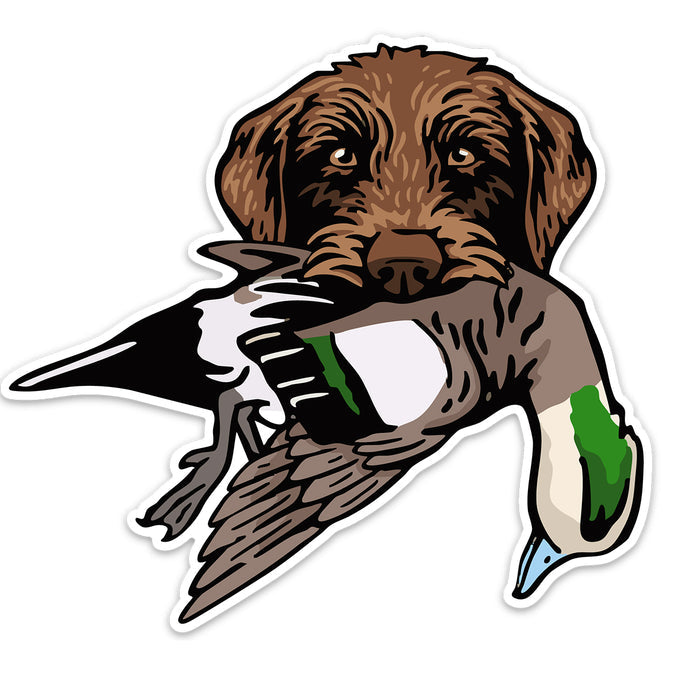 Pudelpointer with a Wigeon