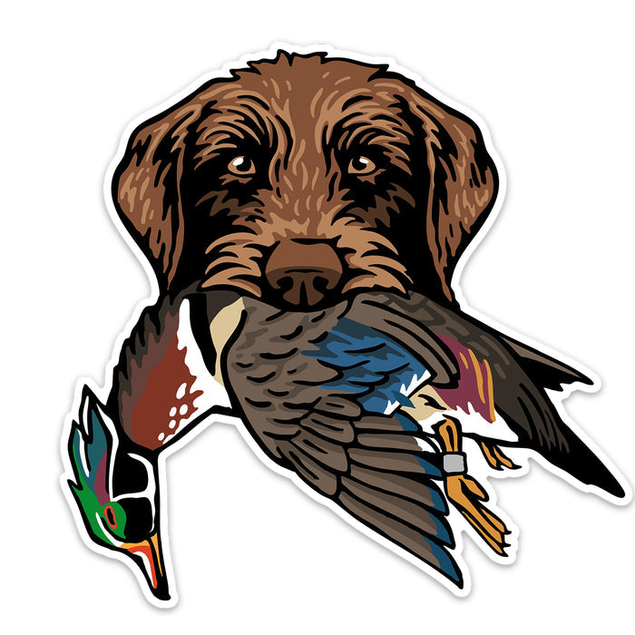 Pudelpointer with a Wood Duck