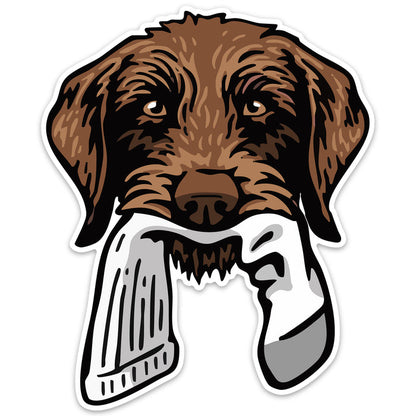 Pudelpointer with a Sock