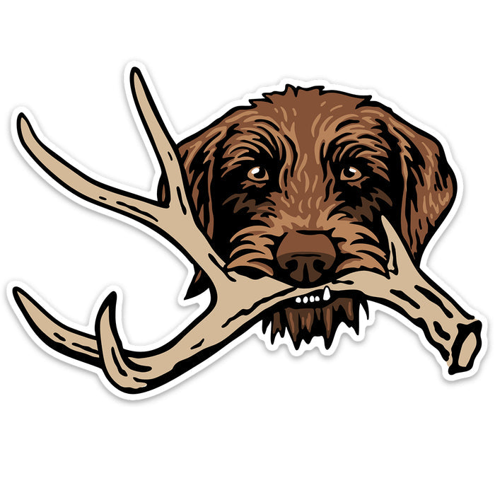 |Pudelpointer with a Shed Antler