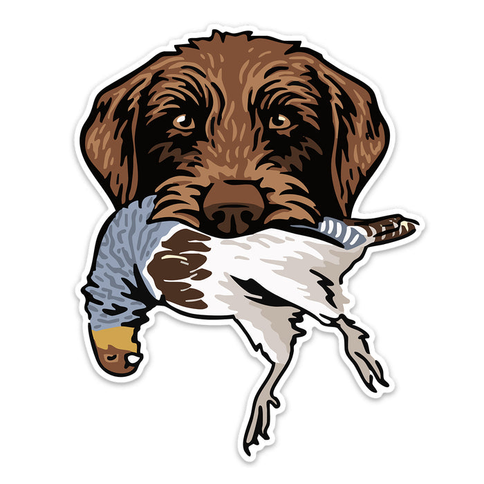 |Pudelpointer with a Hungarian Partridge