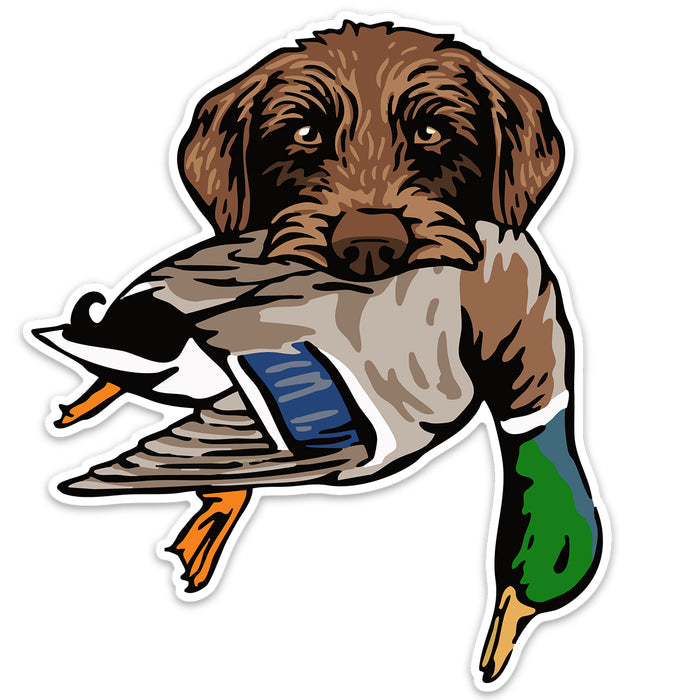 |Pudelpointer with a Mallard