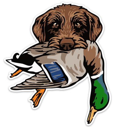 |Pudelpointer with a Mallard