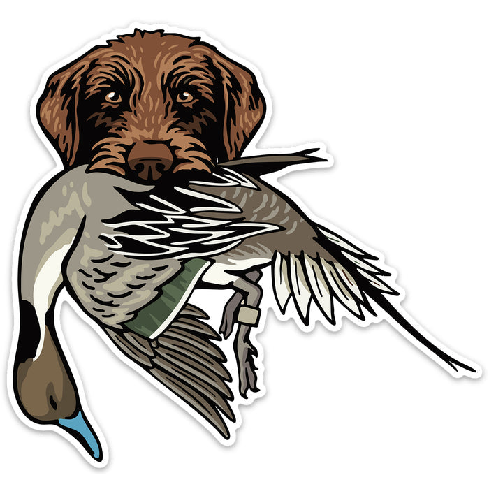 |Pudelpointer with a Pintail