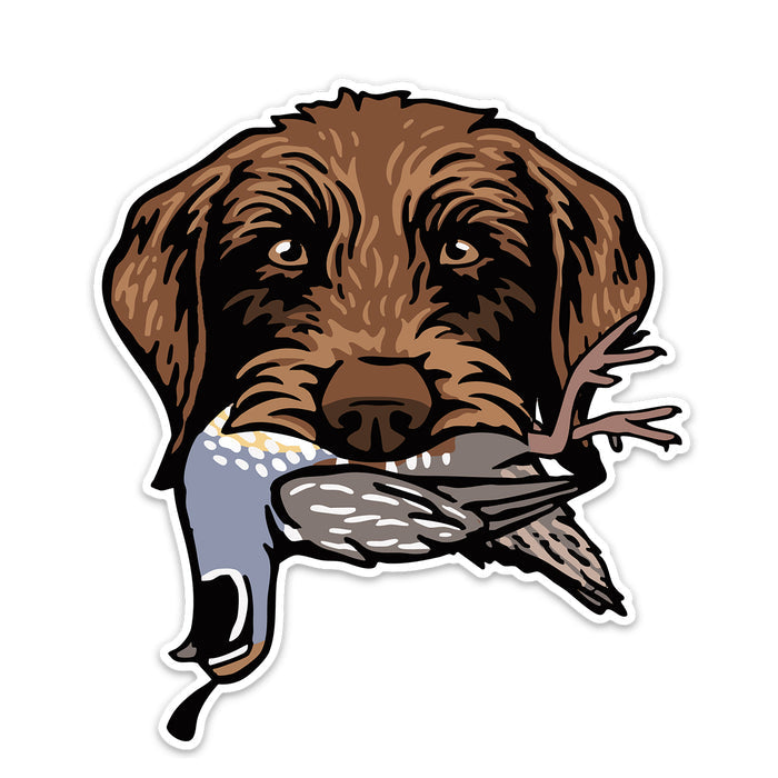 |Pudelpointer with a California Quail