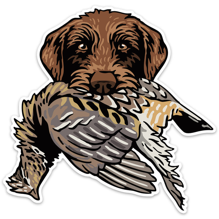 |Pudelpointer with a Ruffed Grouse