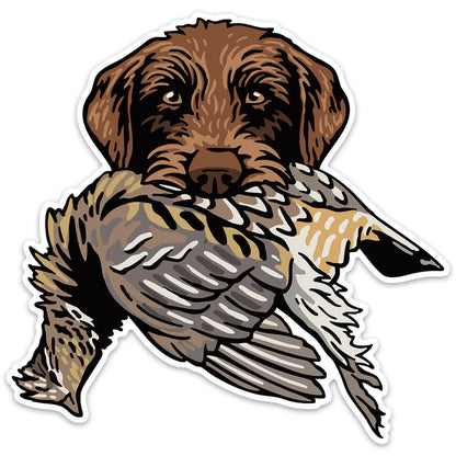 |Pudelpointer with a Ruffed Grouse
