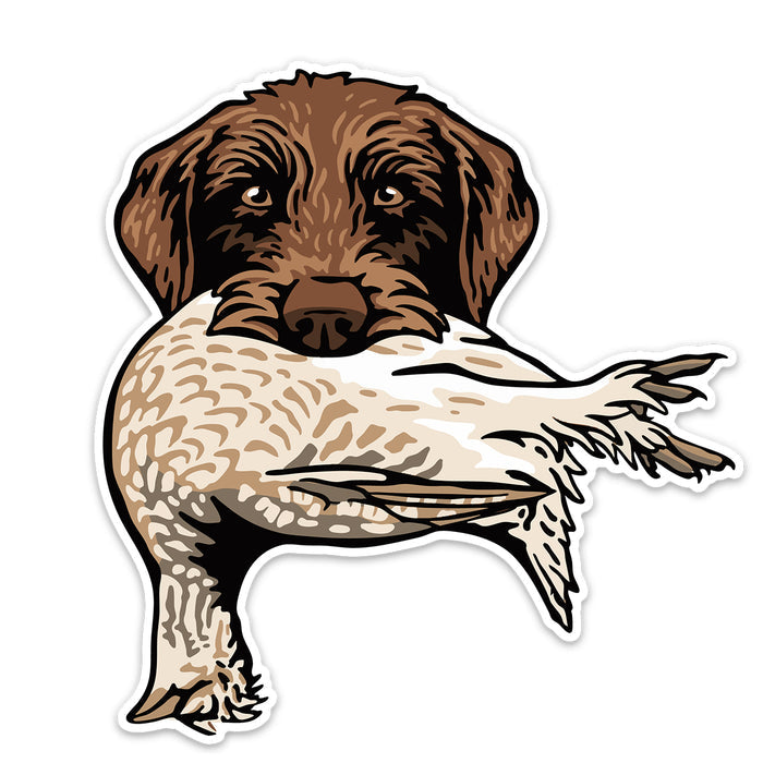 Pudelpointer with a Sharp-Tailed Grouse