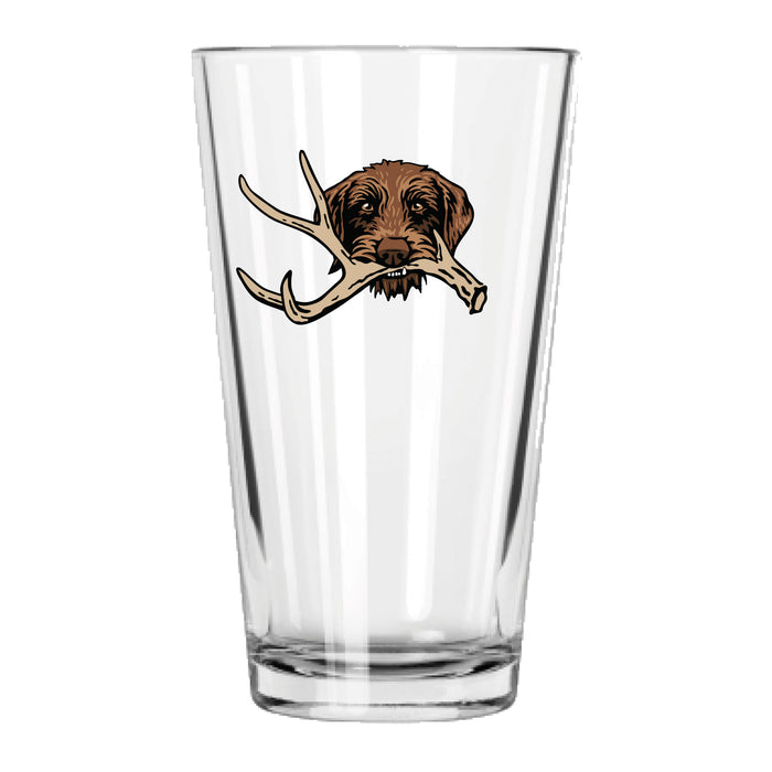 |Pudelpointer with a Shed Antler