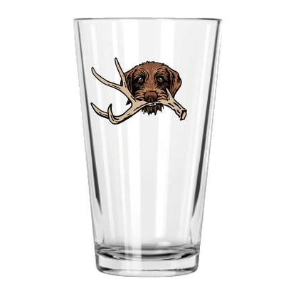 |Pudelpointer with a Shed Antler