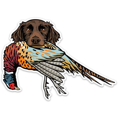 |Small Munsterlander with a Pheasant