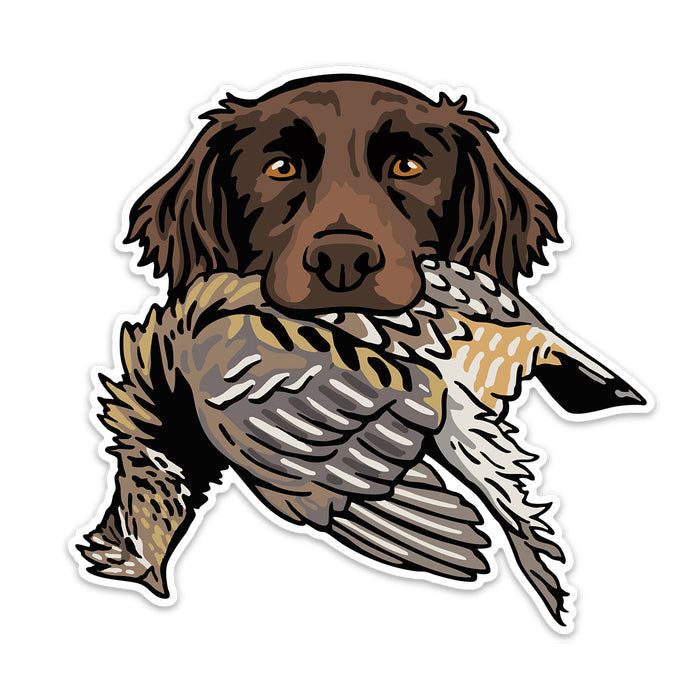 |Small Munsterlander with a Ruffed Grouse