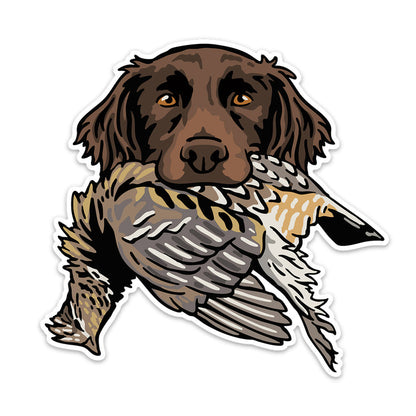 |Small Munsterlander with a Ruffed Grouse