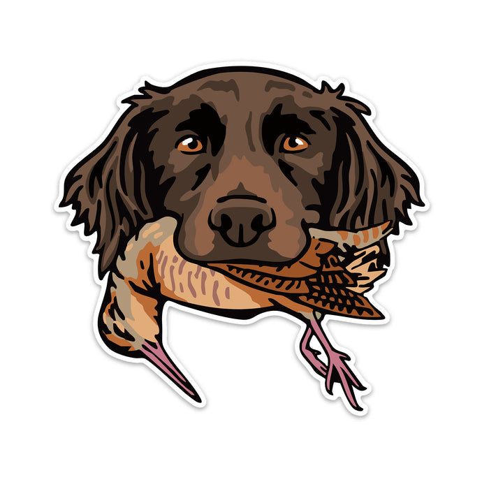 |Small Munsterlander with a Woodcock