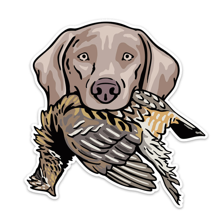 |Weimaraner with a Ruffed Grouse