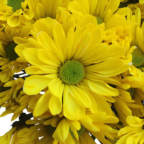 True Yellow Daisy Flower Tinted
