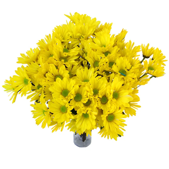 True Yellow Daisy Flower Tinted