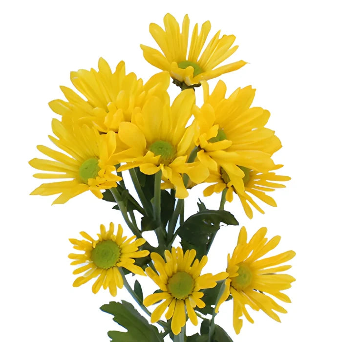 True Yellow Daisy Flower Tinted