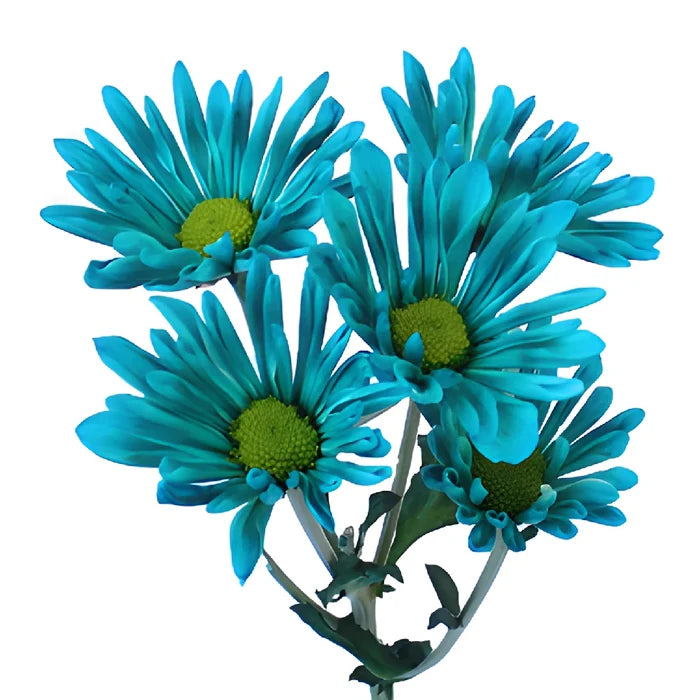 Turquoise Blue Daisy Flower Tinted