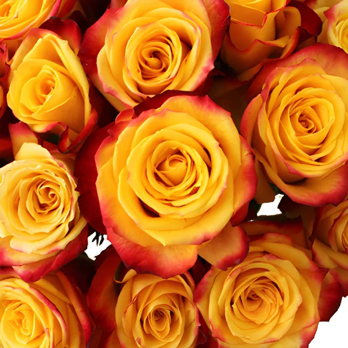 Tutti Frutti Fresh Cut Rose