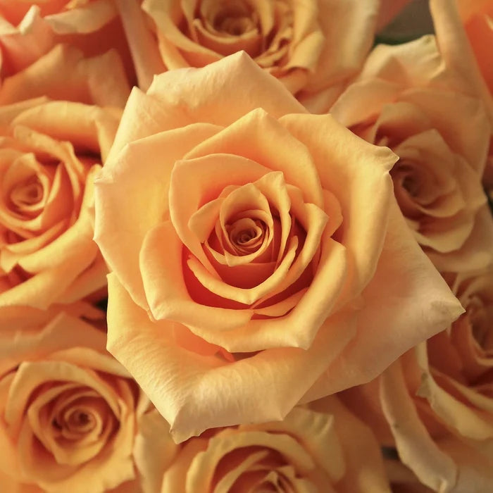 Peach Rose Flower Up Close