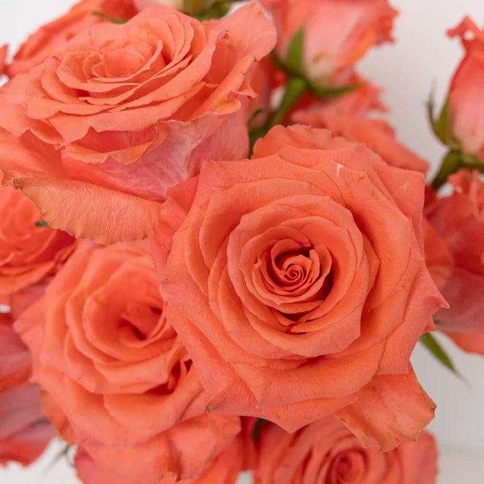 Valentine's Salmon Pink Rose Special Close Up - Image
