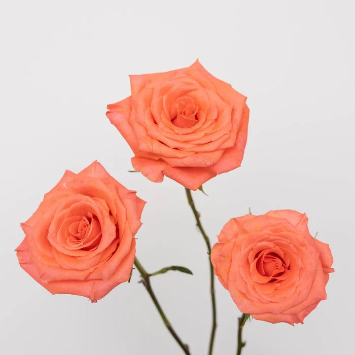Valentine's Salmon Pink Rose Special Stem - Image