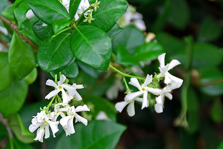 Wild Honeysuckle Fragrance Oil 17154