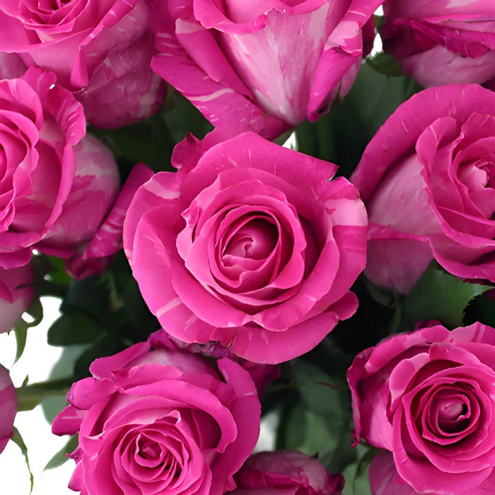Wild One Pink Rose